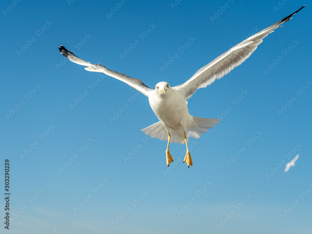 closeup of a seagull at Barcelona waterfront closeup of a seagull at Barcelona waterfront