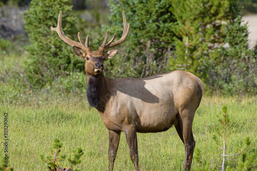 Bull Elk in The Colorado Rocky Mountains © Gary