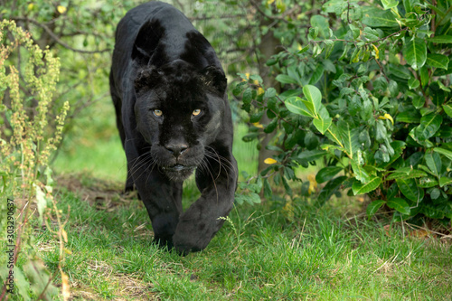 Black Jaguar