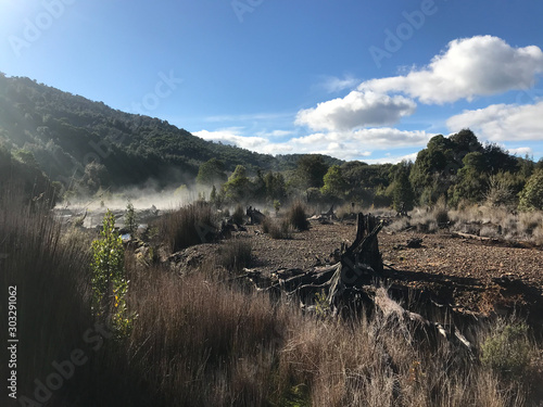 Mist in The Forest, Tasmania  photo