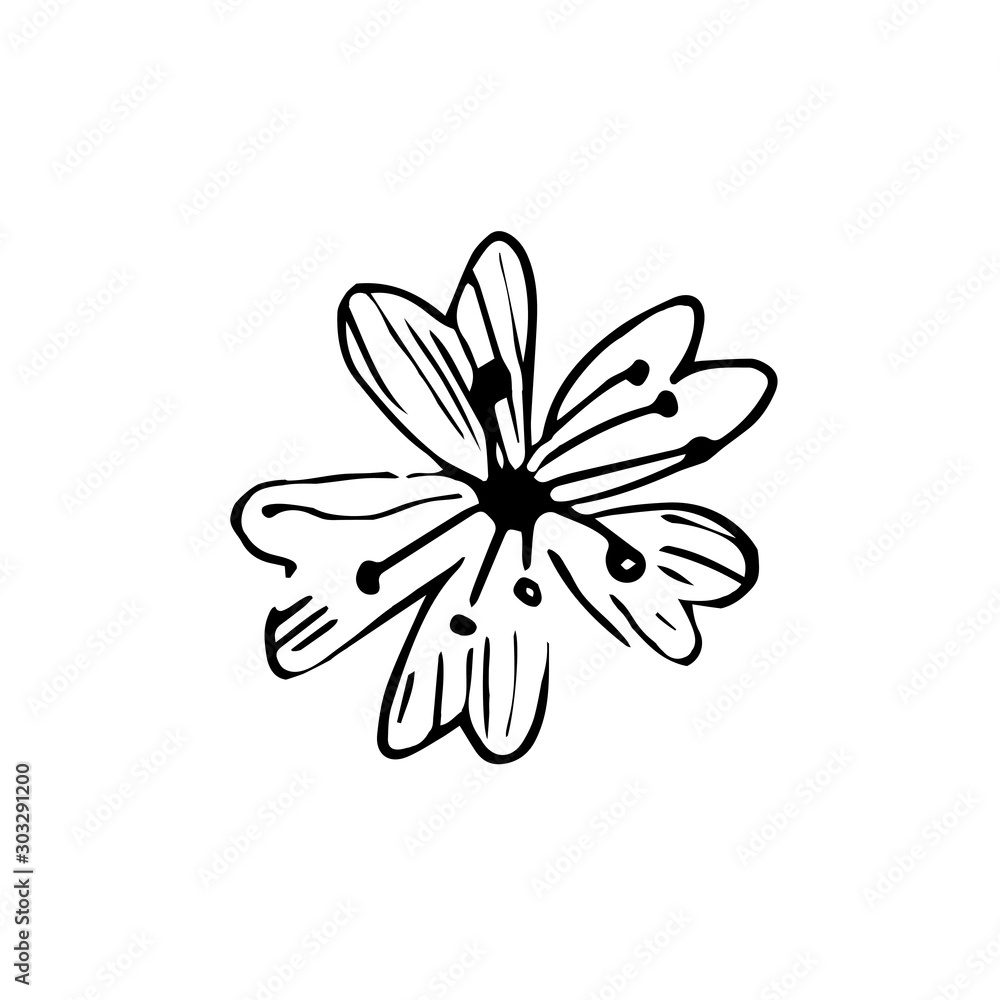 Beautiful hand drawn cherry blossom . Blooming sakura. Traditional japanese spring flowers in doodle style vector.
