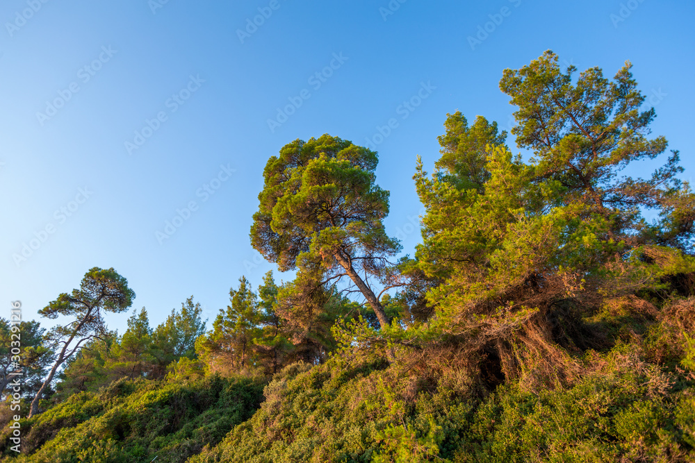 Beautiful huge green trees growing at high hill outside in Greece. Horizontal color photography.