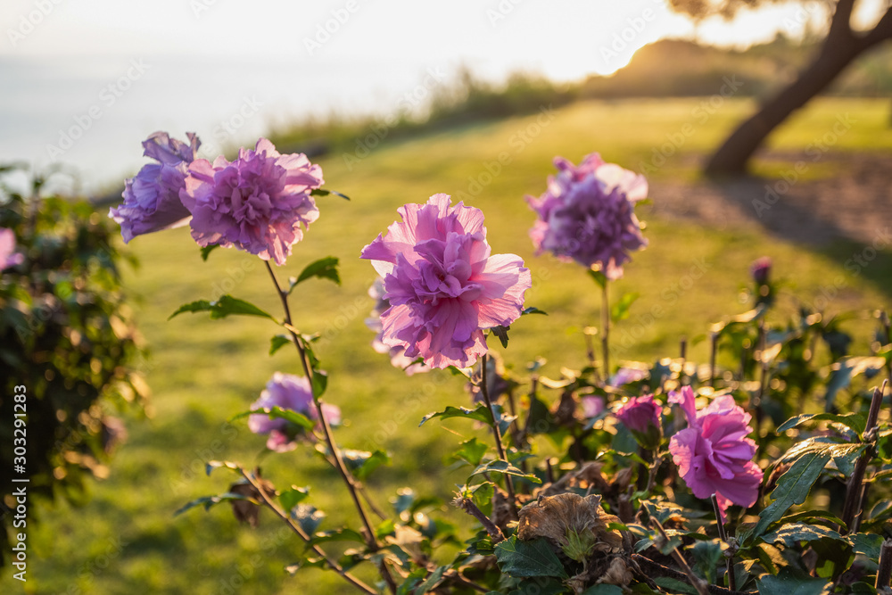 Fototapeta premium Beautiful flowers growing outdoor at green lawn in soft backlight of sunset warm delicate sun light. Horizontal color photogaphy.