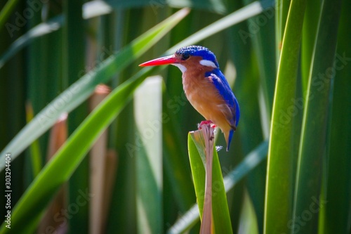 Majestic Kingfisher photo