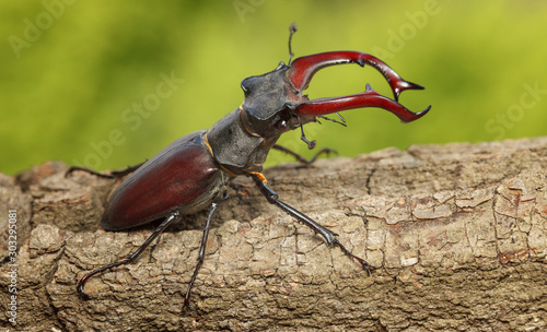 Фотография Giant Stage Beetle attitude of combat