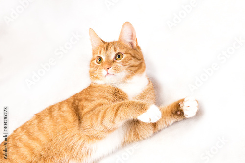 red cat on a white background in a lying position