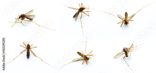 Dead mosquitoes isolate closeup white background