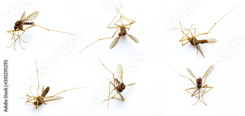 Dead mosquitoes isolate closeup white background