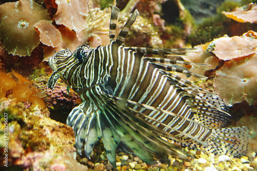 Beautiful Spotfin lion  Pterois antennata   also known as the Broadbarred firefish in their habitat