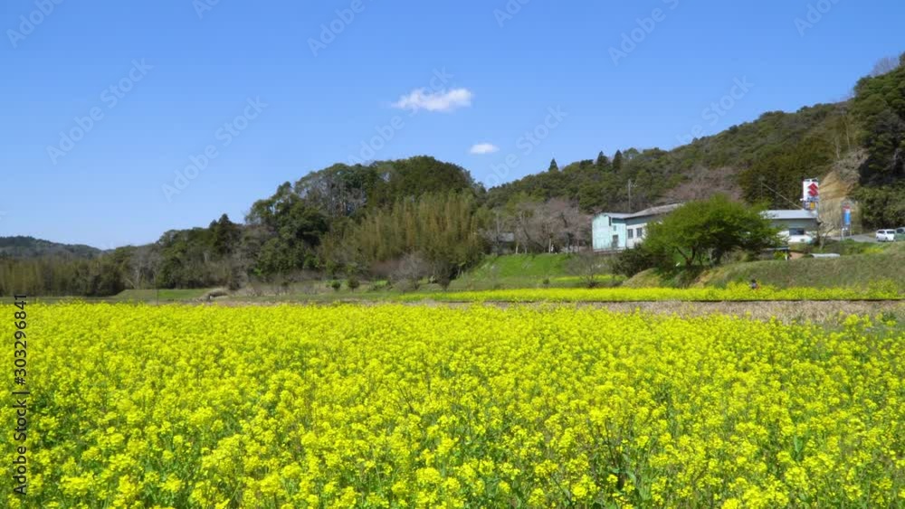 春の菜の花沿線・小湊鉄道 春の菜の花沿線・小湊鉄道