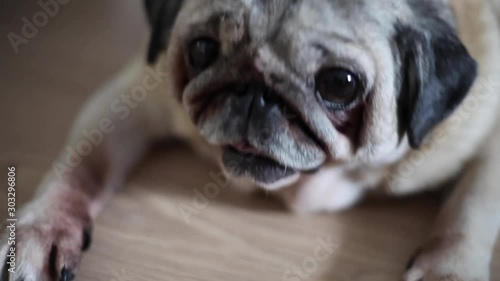 pug face large on a blurred background