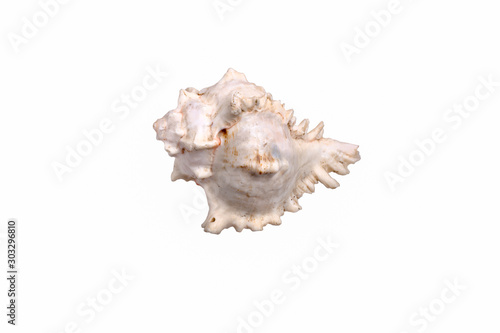 scallops shell See Pectinidae on the white background