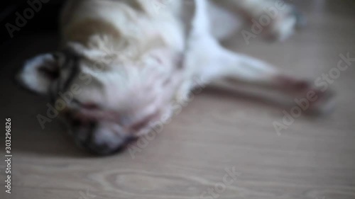 pug dsibn and scratches his face