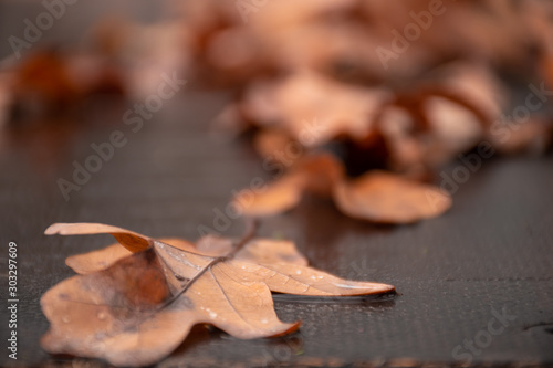 fallen oak leaves on wet pavement