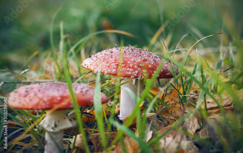 Two toadstools with bright red hats grew in a forest grassy glade dotted with dried autumn leaves of birch.