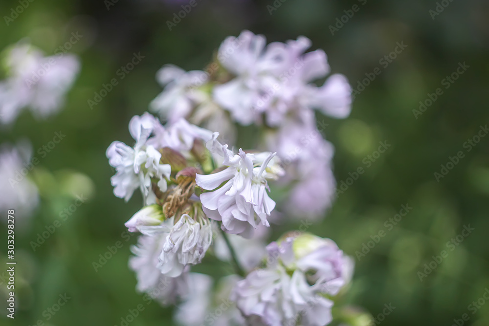 Common soapwort, bouncing-bet, crow soap, wild sweet William plant. Saponaria officinalis white flowers in summer garden. Common soapwort, bouncing-bet, crow soap, wild sweet William plant. Saponaria officinalis white flowers in summer garden.