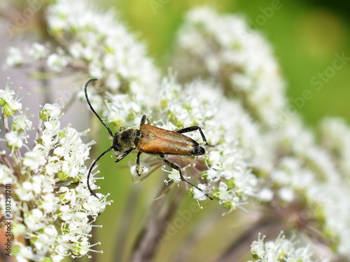 Male of the longhorn beetle Anastrangalia sanguinolenta on white flower photo