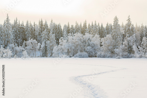 Cold winter landscape with snow and frost