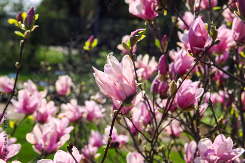 Beautiful spring magnolia tree blossom in park