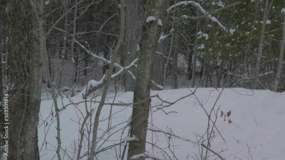 Snow covered forest with many trees 03 Snow covered forest with many trees 03
