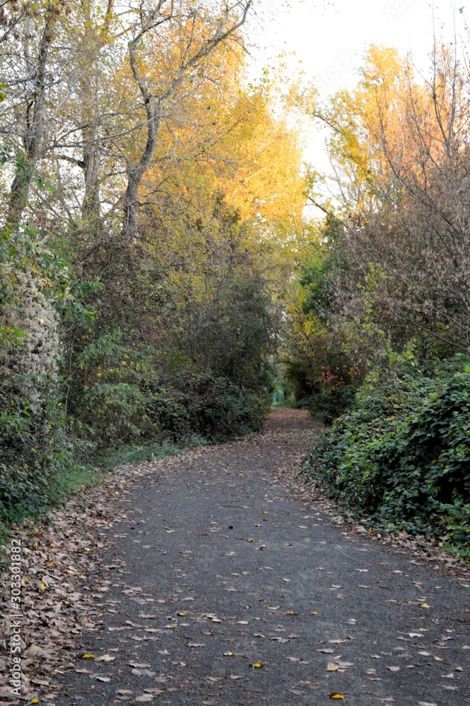 autumnal park landscape with walking path and colorful foliage at the trees