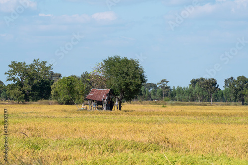 Golden rice fields in Maha Sarakham Province.Rice harvest season.