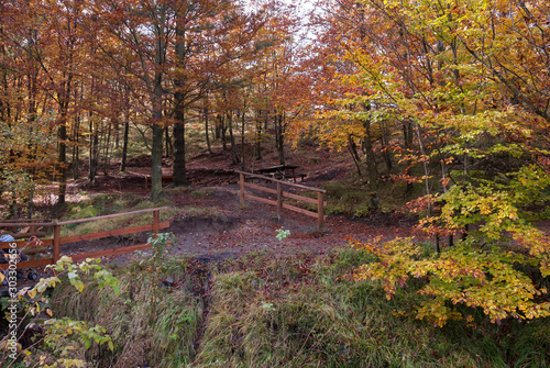 colored leaves in autumn on Bocco pass near Bocco Lake in Liguria photo