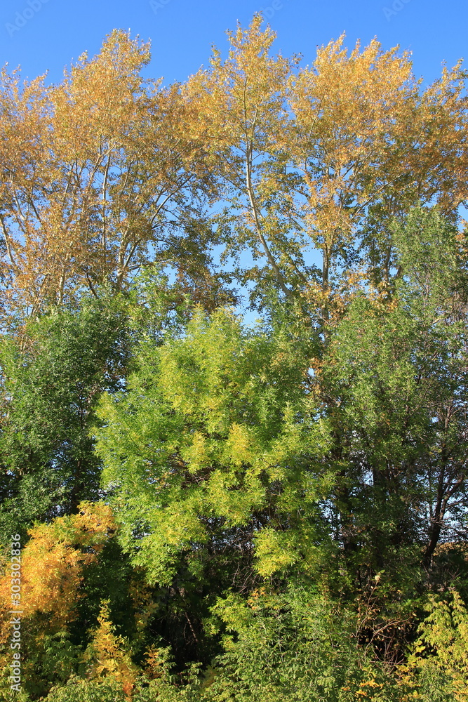 A mixed forest of coniferous and deciduous trees is illuminated by the rays of the sun against the blue sky. Trees with multi-colored foliage on a sunny autumn day