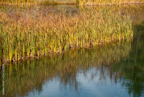 colored leaves in autumn on Bocco pass near Bocco Lake in Liguria photo