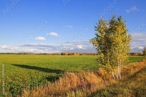 A young birch tree standing on the edge of a green field. Agricultural green field, illuminated by the rays of the sun. Clear blue sky with small clouds. A free-standing young birch tree.