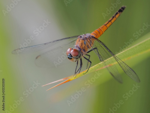 Close-up a Greater Grey Skimmer resting on green blade leaf with nature blurred background. © Yuttana Joe