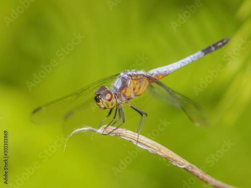 Close-up a Greater Grey Skimmer resting on dry tree branch with green nature blurred background. © Yuttana Joe