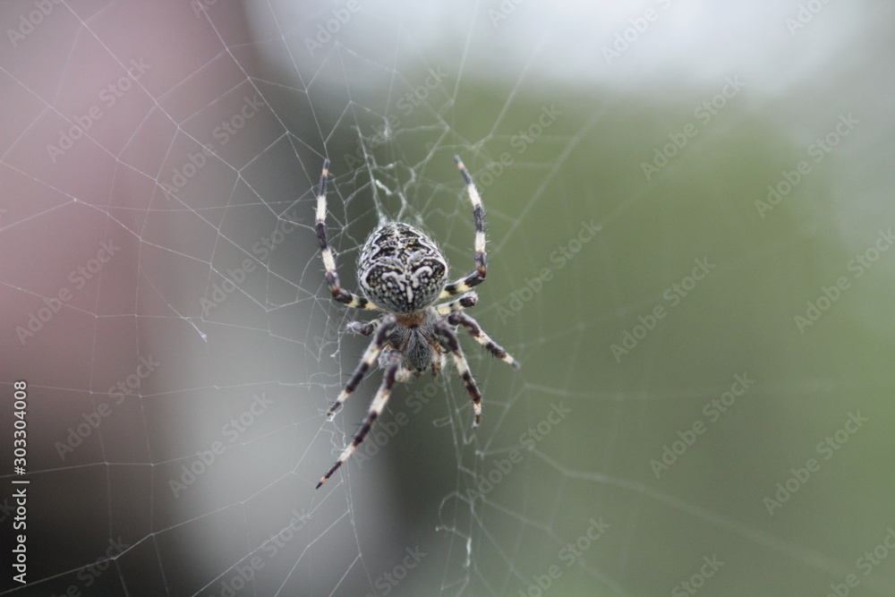 spider on web spider on web