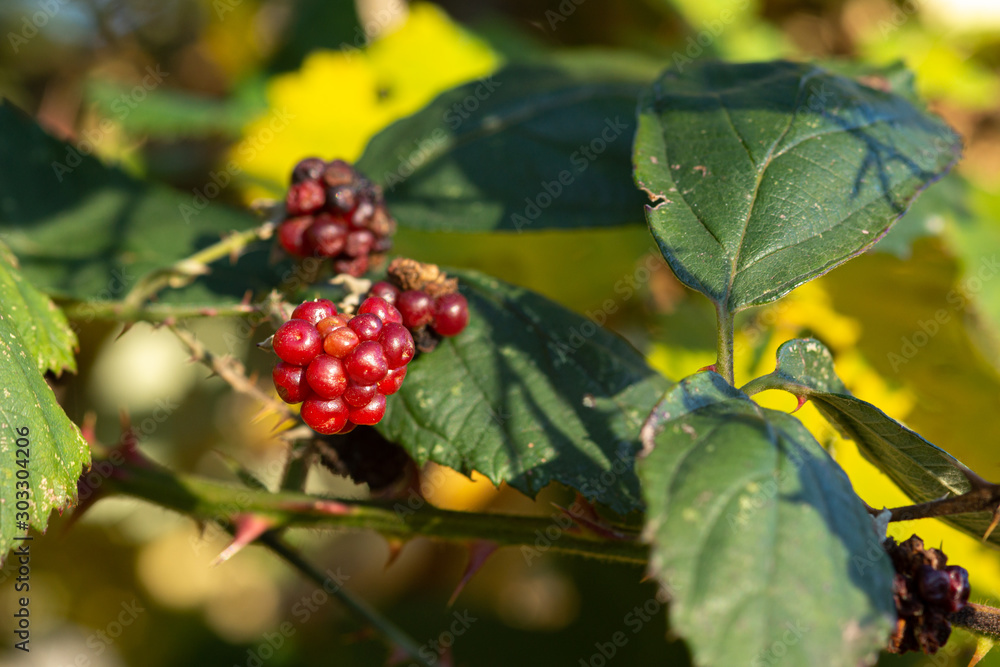 Beere rot Beere rot