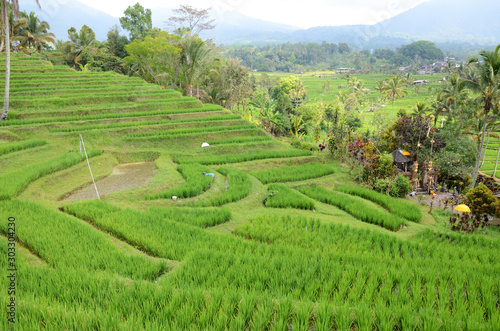 Jatiluwih rice terrace with sunny day