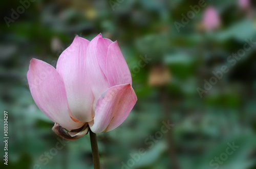 Bud of lotus flower in a pond