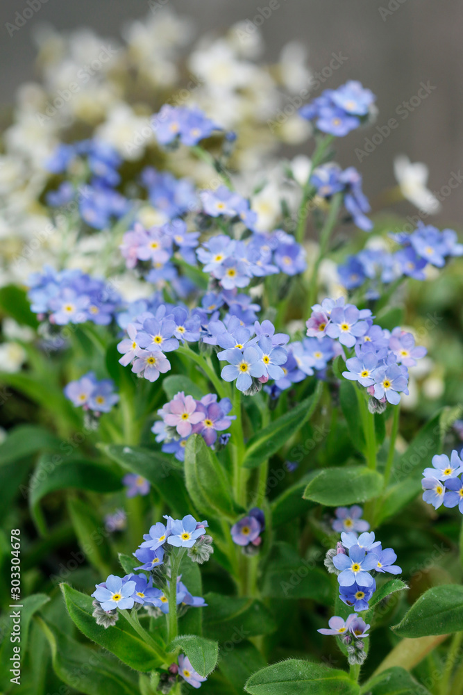Field of forget me not flowers. Field of forget me not flowers.