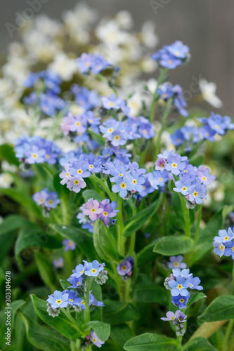 Field of forget me not flowers.