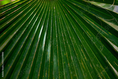 Extreme close up of green palm leaves, natural backround