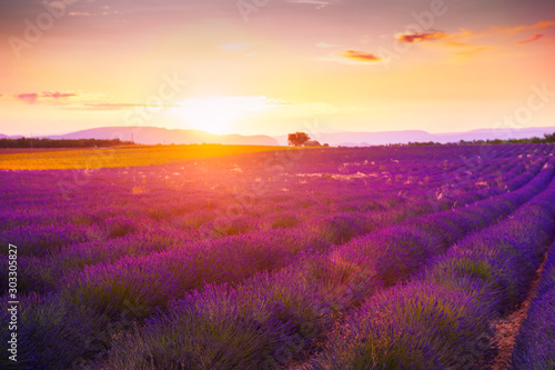 Lavender firlds at sunset in Provence, France. Beautiful summer landscape