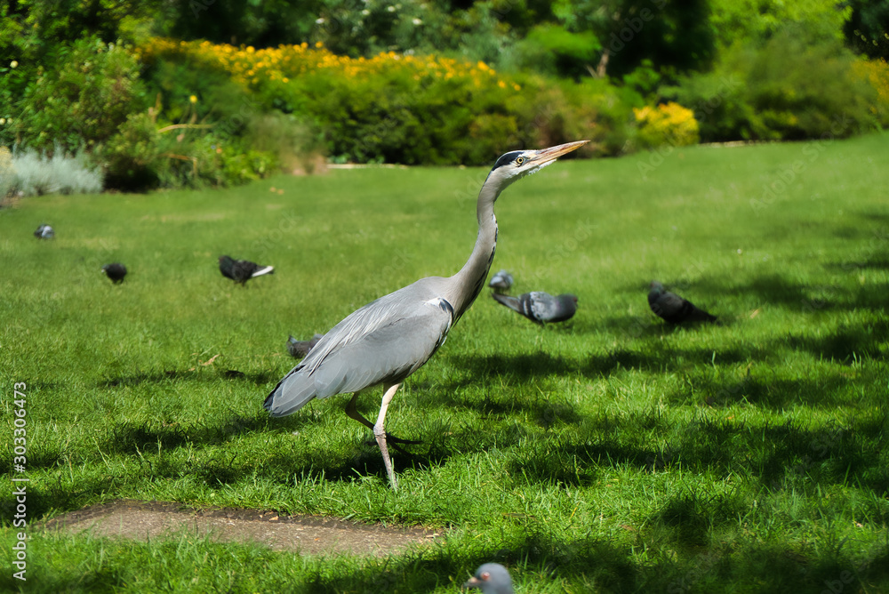 Fototapeta premium Heron and pigeons in the park