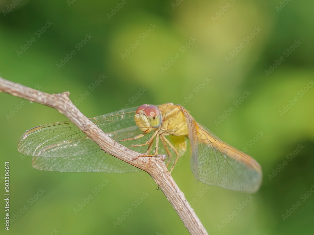 Close-up a scarlet skimmer or ruddy marsh skimmer or Crocothemis servilia dragonfly resting on dry branch with green nature blurred background. Close-up a scarlet skimmer or ruddy marsh skimmer or Crocothemis servilia dragonfly resting on dry branch with green nature blurred background.