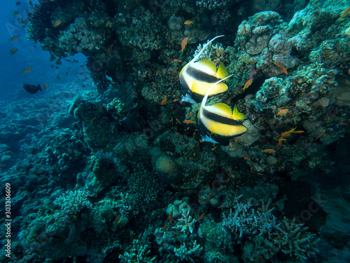 bannerfish