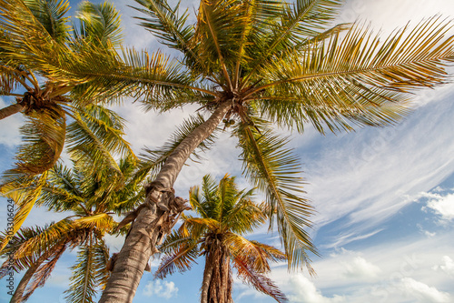 Palmen auf den Florida Keys