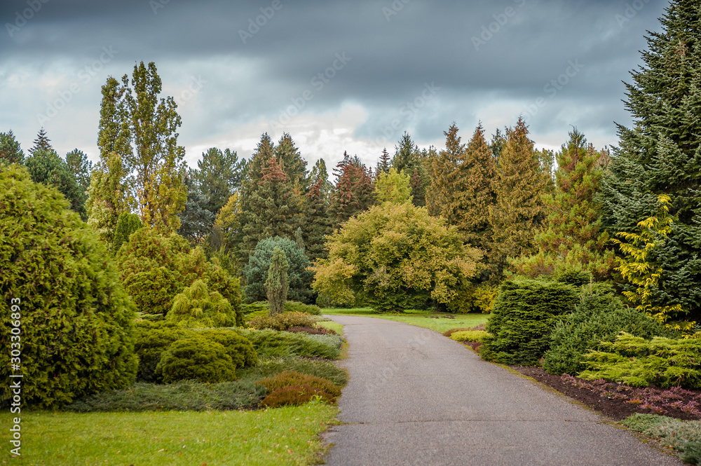 Hiking trail through park with fir-trees. Autumn landscape with dramatic autumn sky. Fall. National Botanic Garden of Latvia in Salaspils.