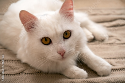 Fototapeta Naklejka Na Ścianę i Meble -  adorable fluffy white kitten lies on a knitted blanket, cozy home weekends concept