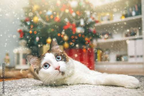 Beautiful cat relaxing under Christmas tree. Holiday concept. 