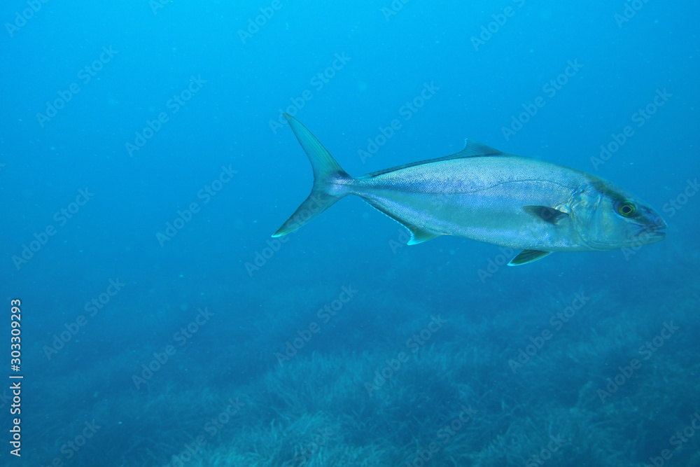 Amber jack in the blue Amber jack in the blue
