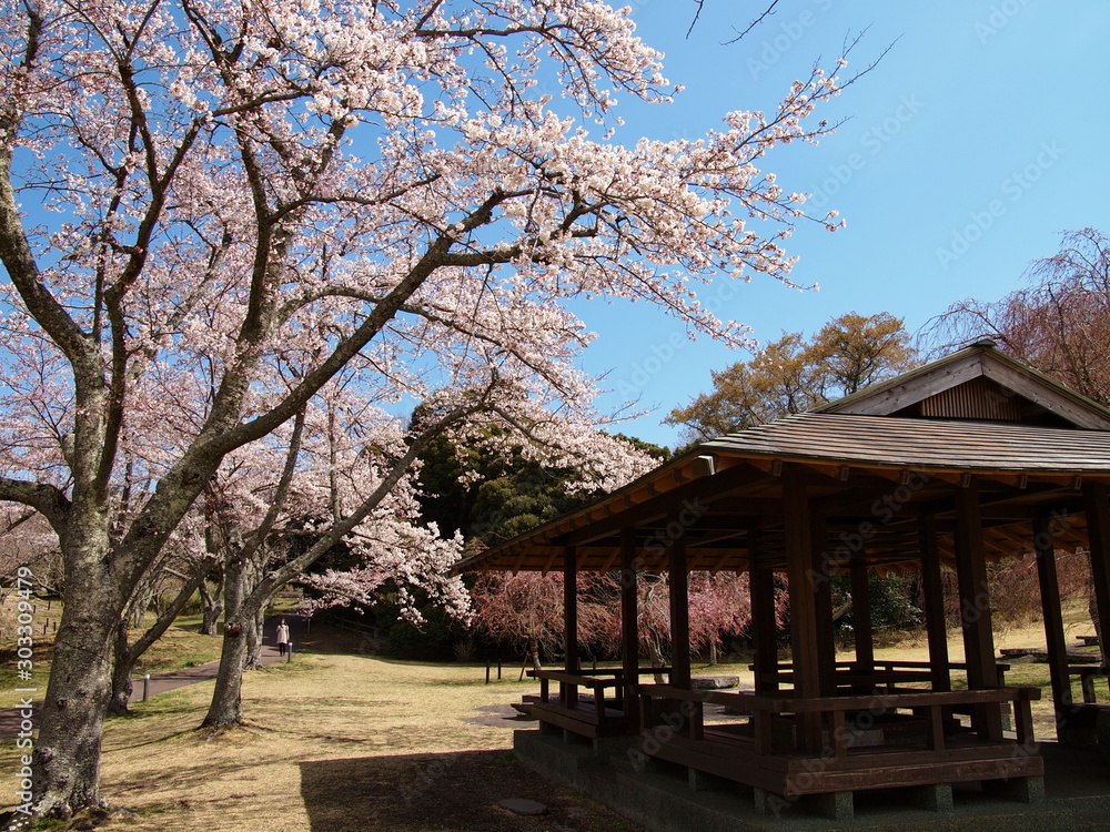 桜の里の東屋