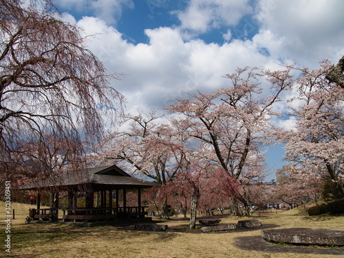 桜に囲まれた東屋 © ZuZu